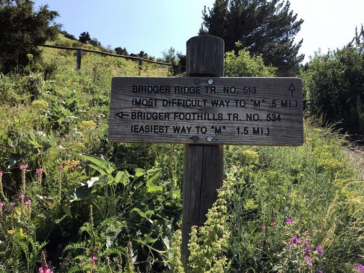 A wooden trail sign in a grassy area with wildflowers points to two trails: Bridger Ridge Trail No. 513, noted as the most difficult path, and Bridger Foothills Trail No. 534, the easiest path, both leading to Bozeman's popular "M."
