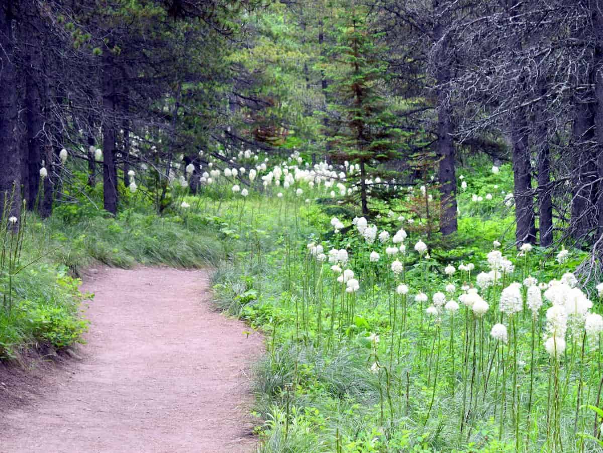 A serene forest path bordered by lush greenery and white wildflowers. Tall trees create a canopy overhead, with dappled sunlight filtering through the branches, enhancing the peaceful ambiance.