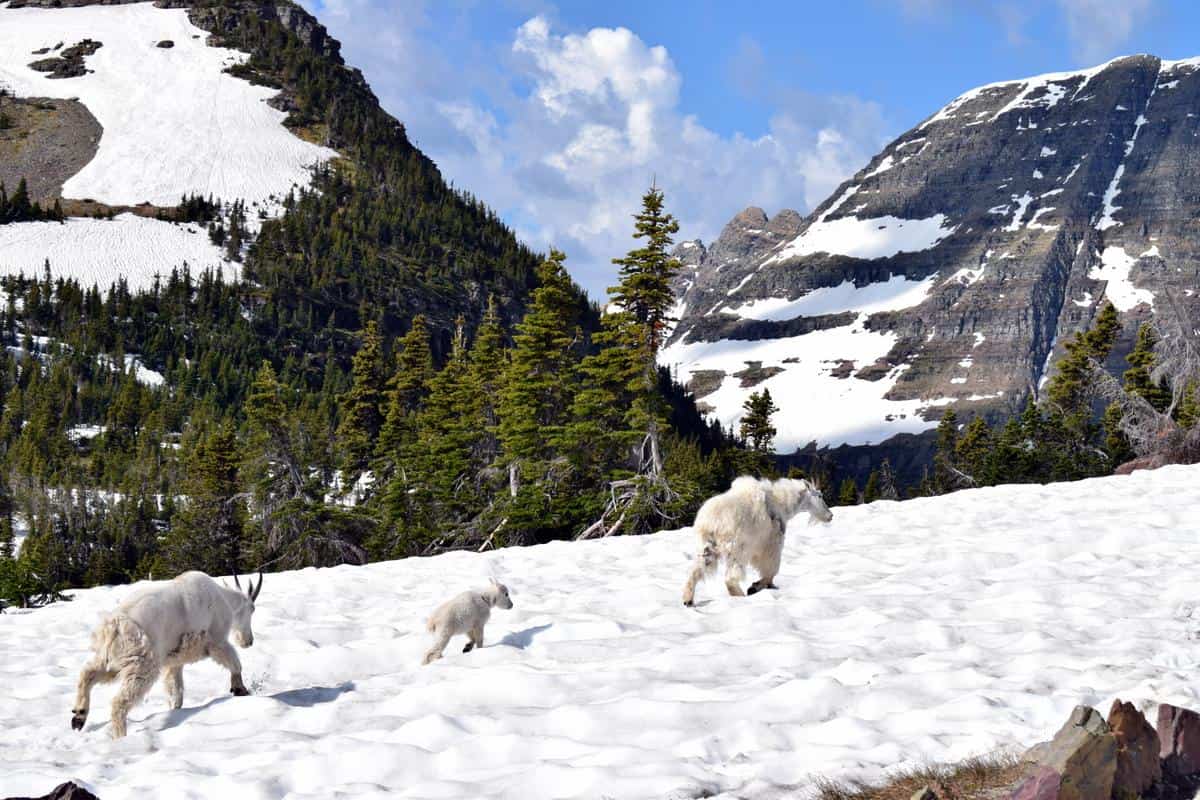 Mountain goats walking across a snowy landscape with pine trees and snow-covered mountains in the background.