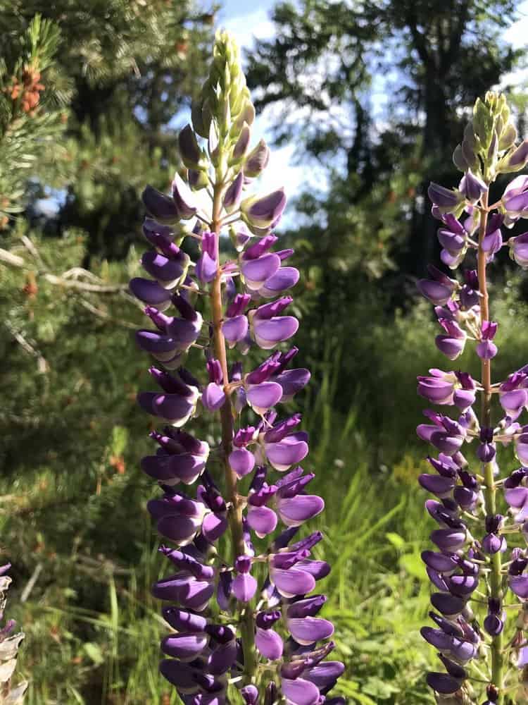 Tall purple lupine flowers in full bloom stand against a backdrop of lush greenery and trees. Sunlight filters through, casting light on the vibrant petals and creating a serene and natural scene.