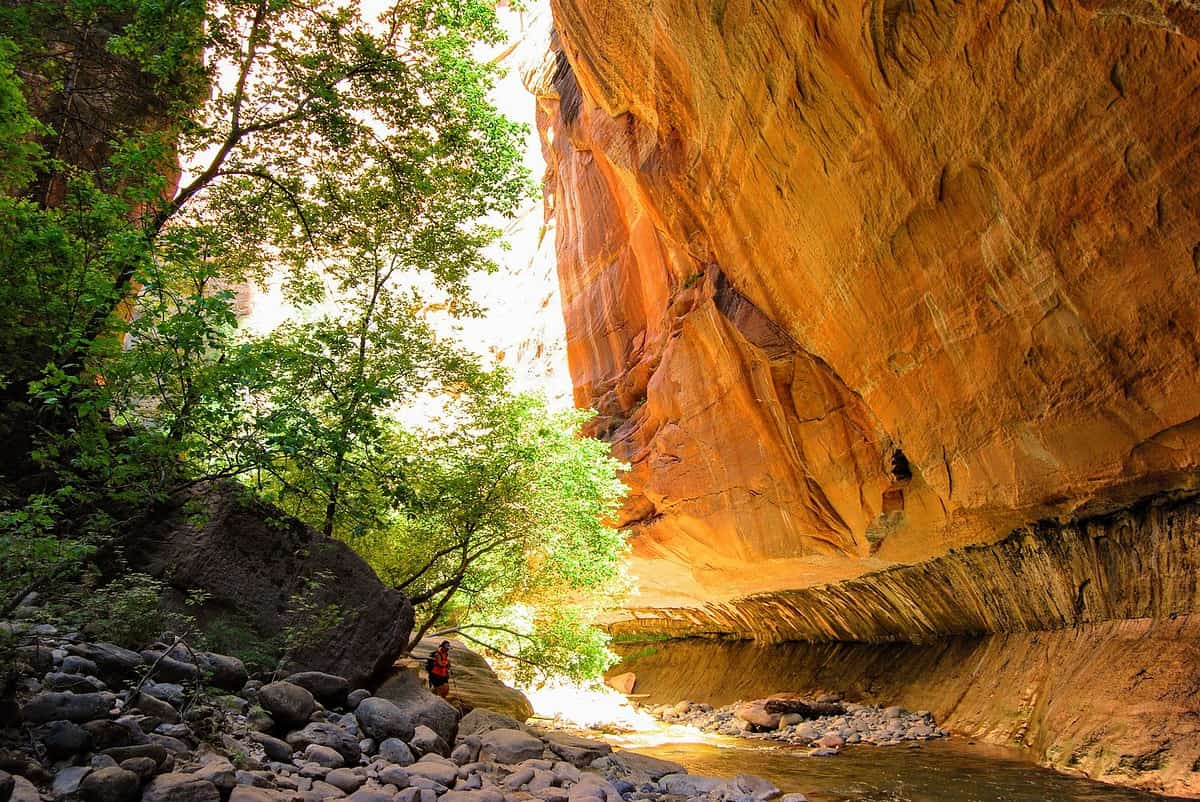 A hiker stands near a river that flows through a canyon with towering red rock walls. Much like spring break discoveries in Amsterdam, lush green trees and scattered rocks line the riverbank, while sunlight illuminates the canyon's vibrant textures.