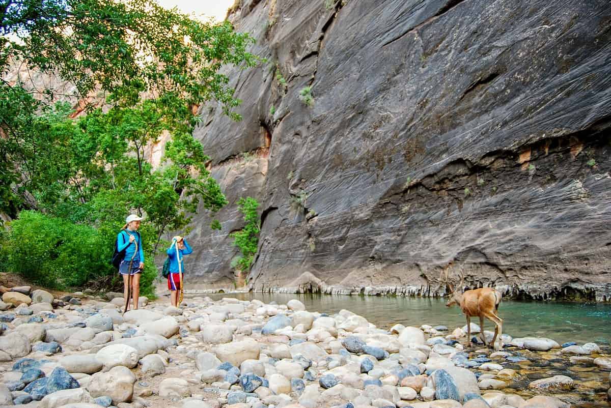 Two hikers stand on a rocky riverbank, observing a deer drinking from the water. They are in a canyon with high, rugged rock walls. The scene is surrounded by green trees, and the sun casts light on parts of the landscape.