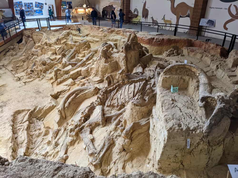 A fossil excavation site featuring large, well-preserved dinosaur bones partially embedded in sandy soil. Visitors are viewing the display from a walkway. Dinosaur murals decorate the walls in the background.
