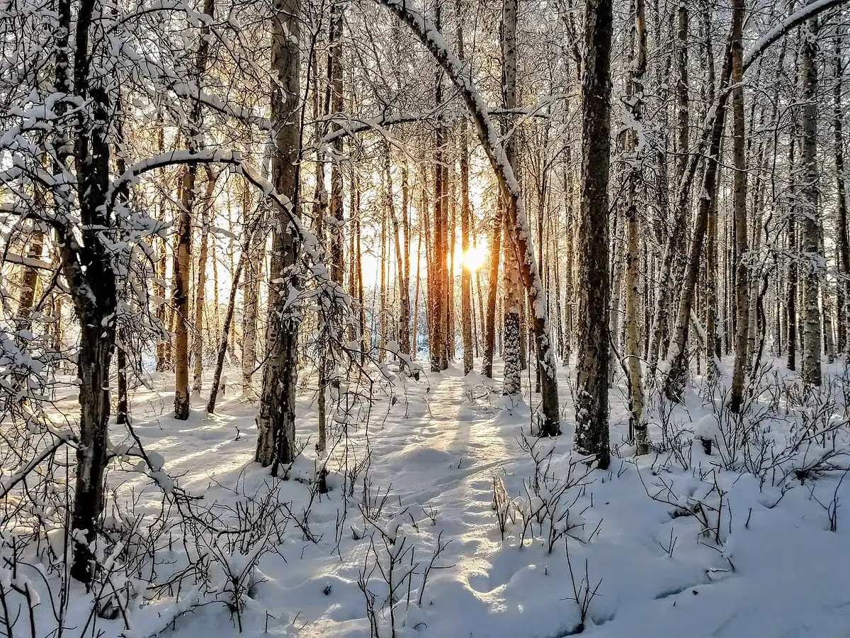 Sunlight shines through a snowy forest of tall, leafless trees, casting long shadows on the ground blanketed in snow on a bright winter day.