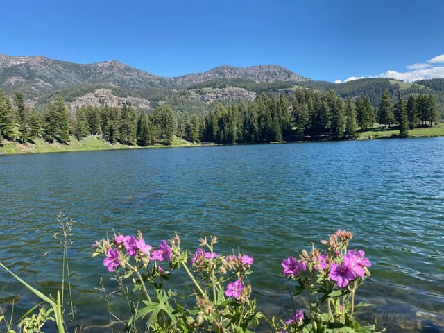 Purple wildflowers in the foreground by a calm lake, surrounded by pine trees and mountains under a clear blue sky.