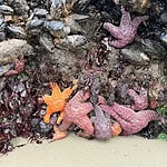 Several brightly colored starfish cling to a rocky tide pool, surrounded by clusters of dark mussels, sea anemones, and seaweed, with wet sand at the bottom of the image.
